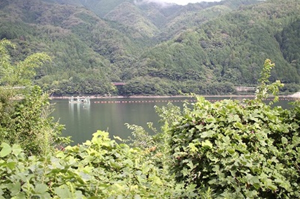 IMG_8381_T1