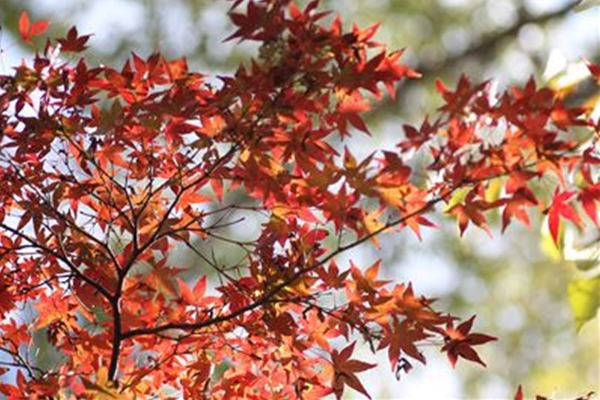 IMG_6934_T_T1