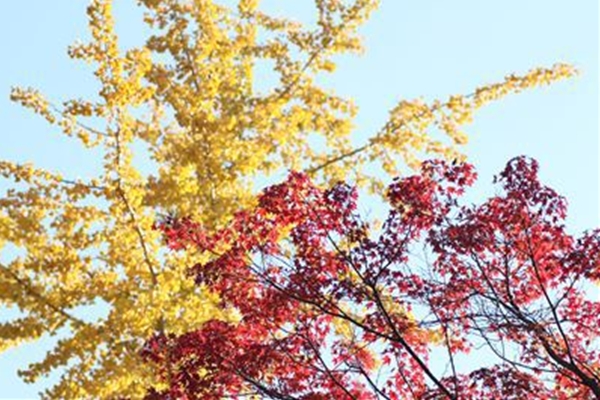IMG_7015_T_T1