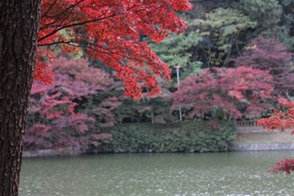 IMG_7529_R_T1