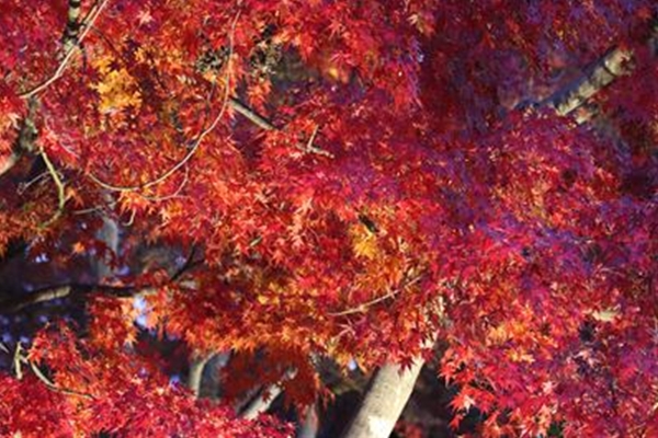 IMG_7605_R_T1