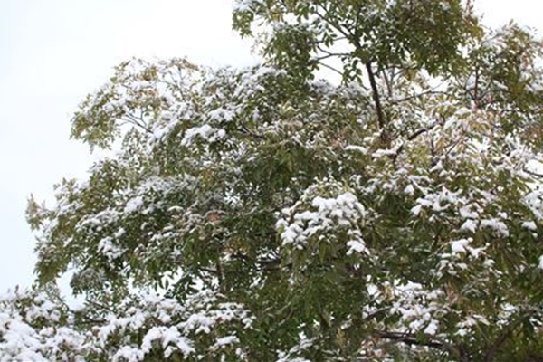 IMG_2706_T_T1