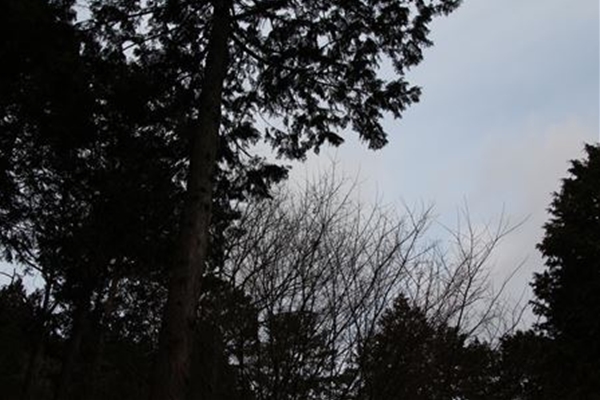 IMG_4266_T_T1
