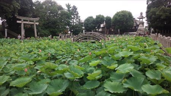 IMG_20150703_180032_T_R