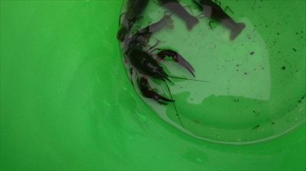 IMG_20150703_180342_T_R