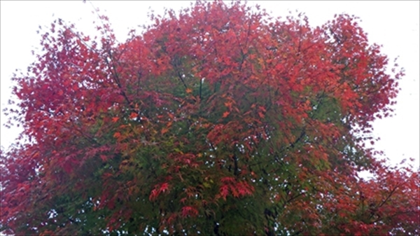RIMG1294_edited-1_R_R