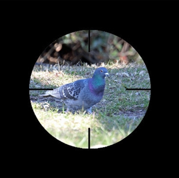 hato_T1