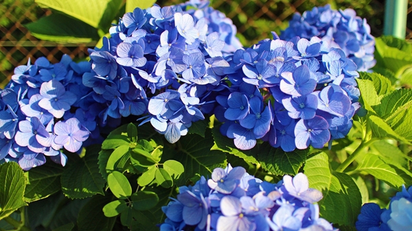 IMG_5825_edited-1_T1