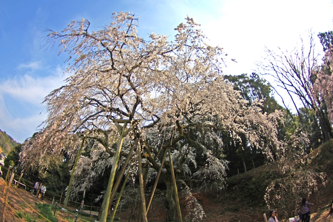 岡崎市 奥山田のしだれ桜 バイクで見に行ってきた 動画もあります まずは庭から始めました